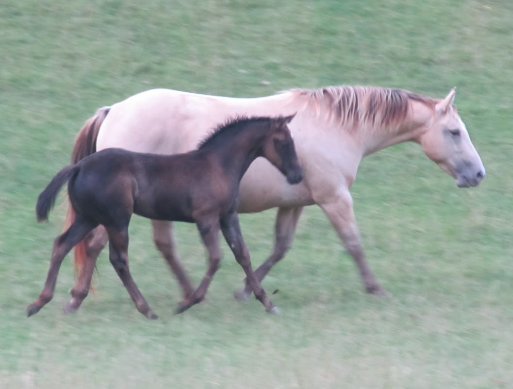 Quarter Horse filly, Wilden Black Cat